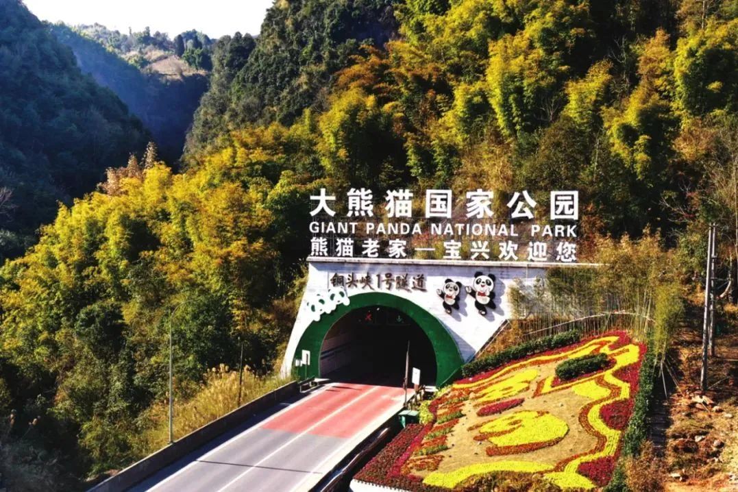 Baoxing Giant Panda National Park